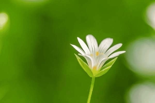 歷史建筑加固的特殊考量，歷史建筑加固，特殊考量與守護之道 行業(yè)新聞 第2張