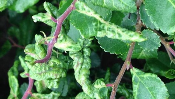 加固部位病蟲害防治方案 行業(yè)新聞 第2張