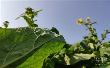 集體土地非農(nóng)建設(shè)的法律后果，集體土地非農(nóng)建設(shè)，不可不知的法律