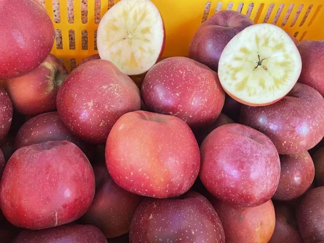 建筑病蟲害防治環(huán)保藥劑選擇，建筑病蟲害防治環(huán)保藥劑的優(yōu)選策略與應用指南 行業(yè)新聞 第4張