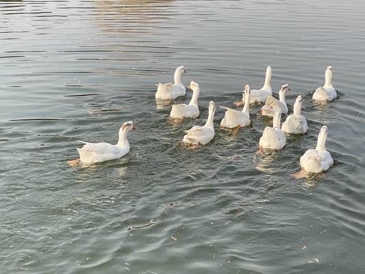 甲級設計院的市場競爭力優(yōu)勢，甲級設計院的核心市場競爭力與優(yōu)勢分析 行業(yè)新聞 第3張