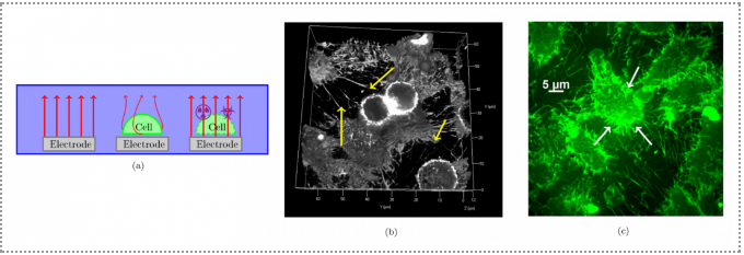 電化學(xué)阻抗譜測試的應(yīng)用范圍 行業(yè)新聞 第2張