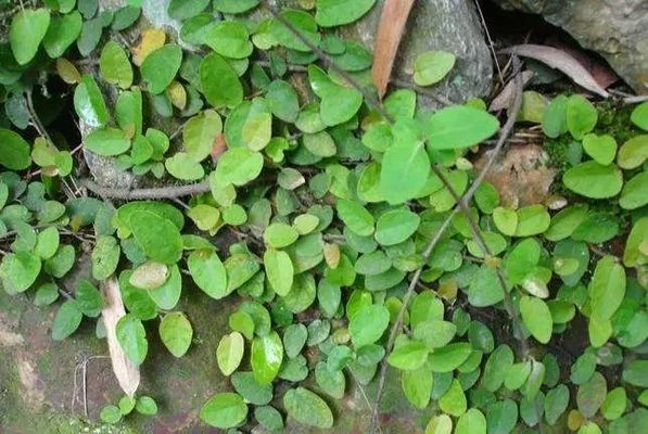 綠化設(shè)計(jì)對(duì)采光的影響，綠化設(shè)計(jì)對(duì)采光 行業(yè)新聞 第5張