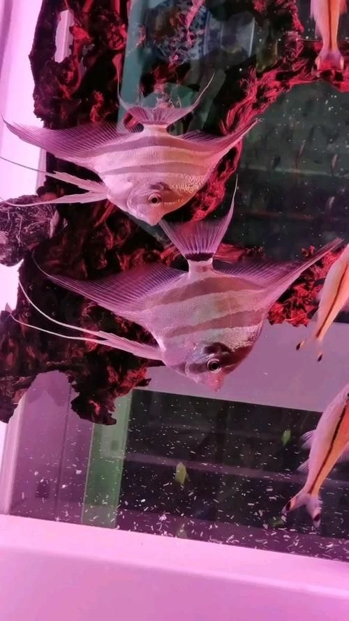 宿州水族批發(fā)市場(chǎng)（如何分析宿州水族批發(fā)市場(chǎng)？）