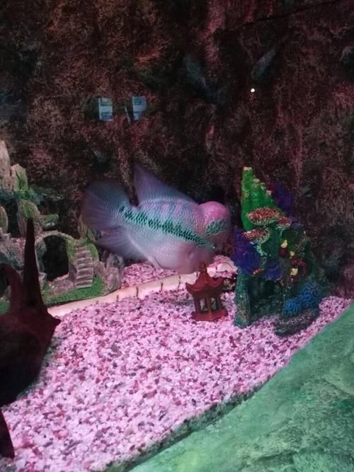 宿州水族批發(fā)市場（如何分析宿州水族批發(fā)市場？）