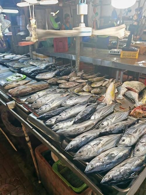 武漢觀賞魚批發(fā)市場