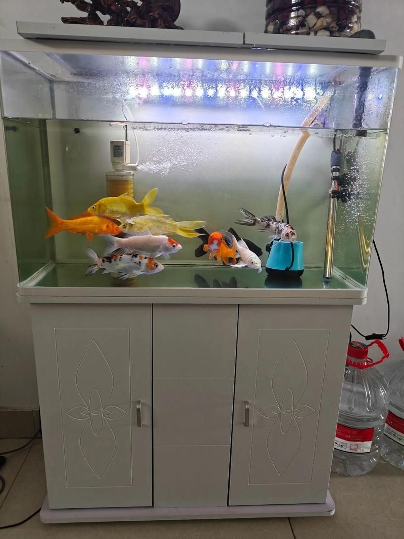 佛山魚缸批發(fā)市場(佛山魚缸批發(fā)市場1.高端龍魚品牌祥龍魚場-)