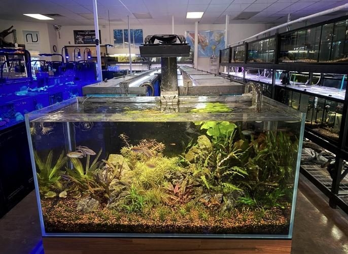 佛山魚缸批發(fā)市場(佛山魚缸批發(fā)市場1.高端龍魚品牌祥龍魚場-)