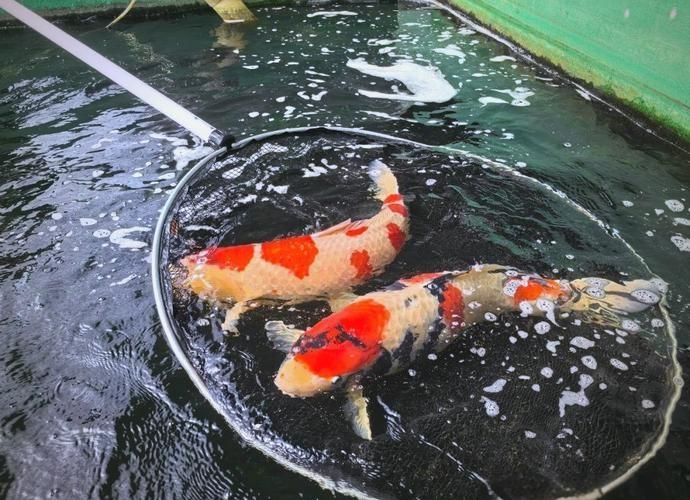 駐馬店魚缸批發(fā)市場