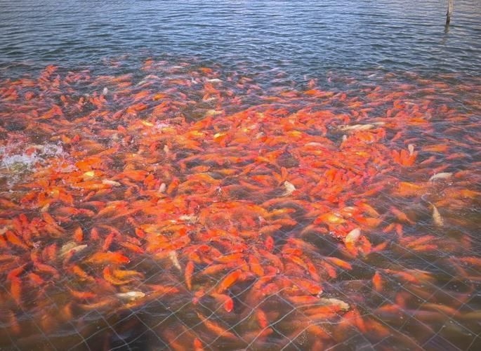 駐馬店魚(yú)缸批發(fā)市場(chǎng)