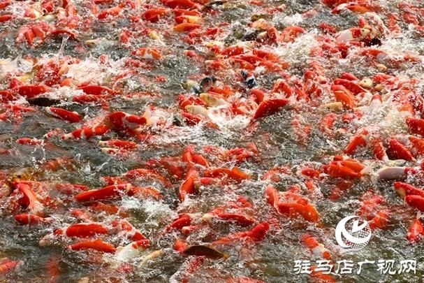 駐馬店魚(yú)缸批發(fā)市場(chǎng)