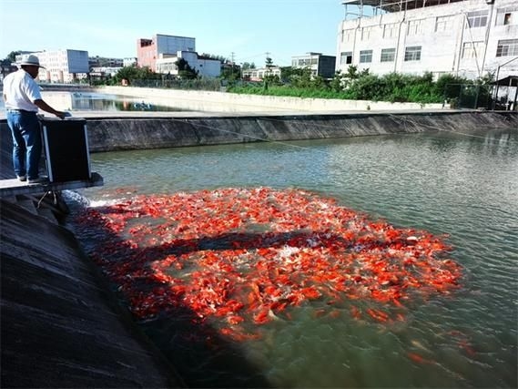 駐馬店魚(yú)缸批發(fā)市場(chǎng)