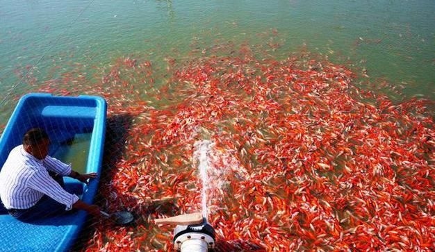 駐馬店魚(yú)缸批發(fā)市場(chǎng)