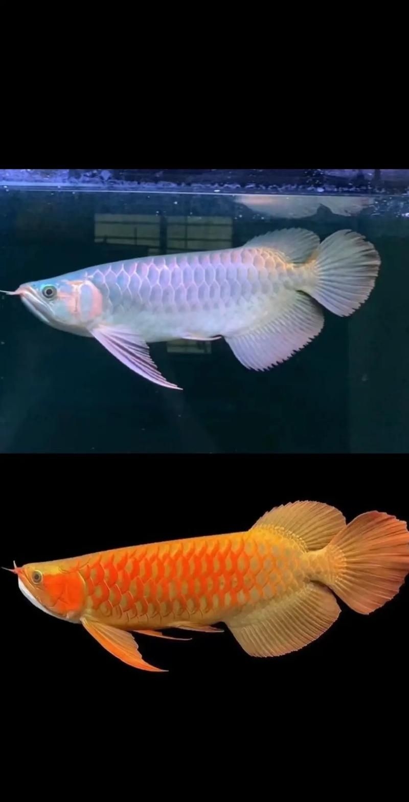 駐馬店魚(yú)缸批發(fā)市場(chǎng)