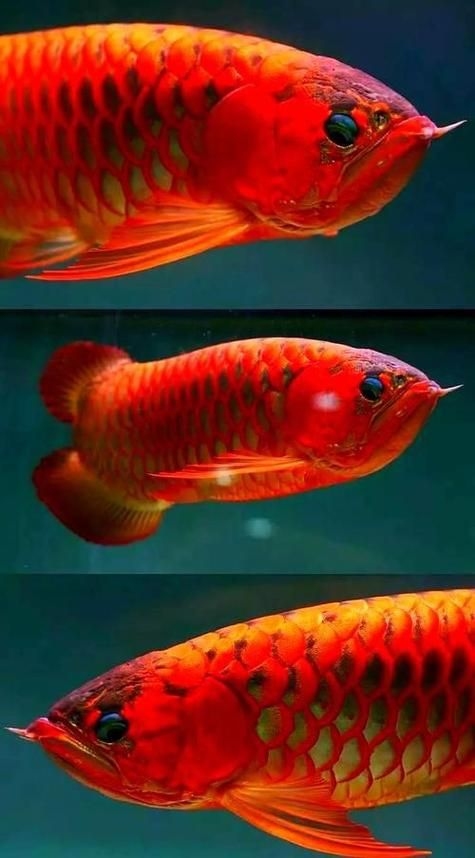 駐馬店魚(yú)缸批發(fā)市場(chǎng)