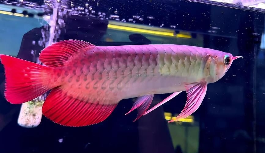 駐馬店魚(yú)缸批發(fā)市場(chǎng)