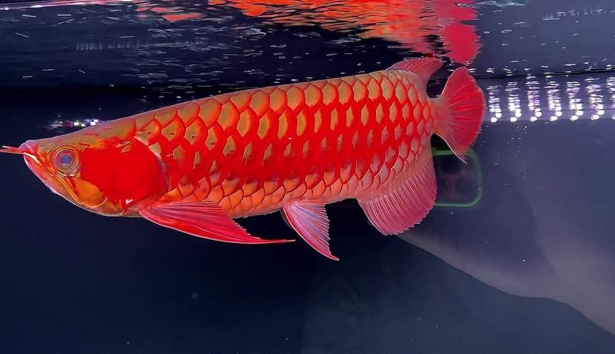 駐馬店魚(yú)缸批發(fā)市場(chǎng)