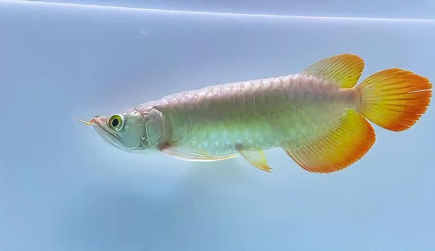 駐馬店魚(yú)缸批發(fā)市場(chǎng)