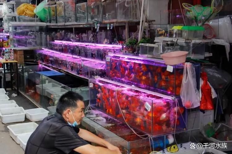 九江觀賞魚批發(fā)市場(九江觀賞魚批發(fā)市場和祥龍魚場有哪些品牌營銷策略)
