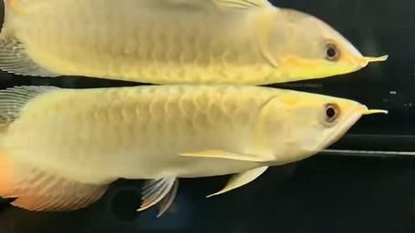 上饒龍魚批發(fā)市場(chǎng)(上饒龍魚批發(fā)市場(chǎng),高端龍魚品牌祥龍魚場(chǎng)-)