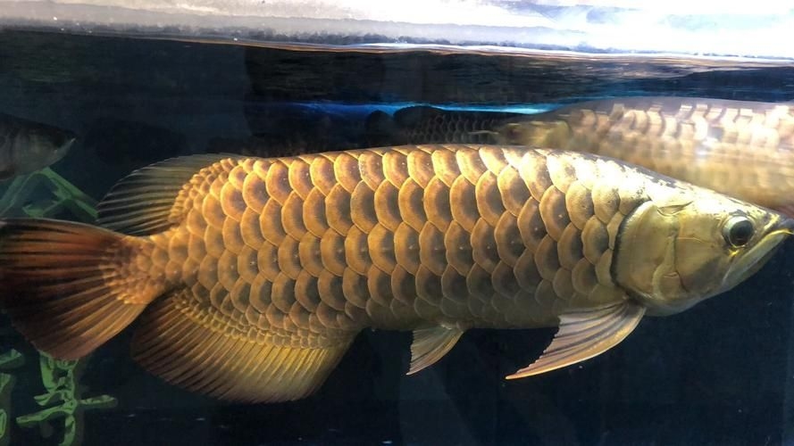 上饒魚缸批發(fā)市場(上饒魚缸批發(fā)市場,1.上饒龍魚|上饒魚缸批發(fā)市場)