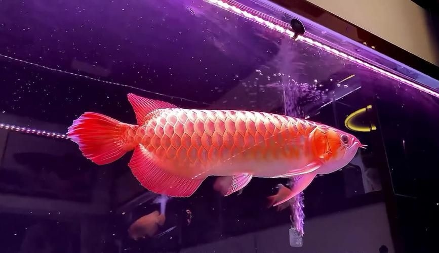 上饒魚缸批發(fā)市場(上饒魚缸批發(fā)市場,1.上饒龍魚|上饒魚缸批發(fā)市場)