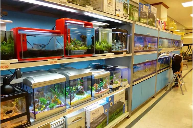 許昌水族批發(fā)市場(chǎng)（許昌水族批發(fā)市場(chǎng)和祥龍魚場(chǎng)的分析來啦，我?guī)湍闶崂砹撕诵男畔⒑蛨D文資料）