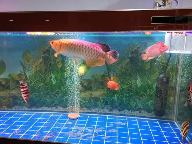 許昌水族批發(fā)市場(chǎng)（許昌水族批發(fā)市場(chǎng)和祥龍魚場(chǎng)的分析來啦，我?guī)湍闶崂砹撕诵男畔⒑蛨D文資料）