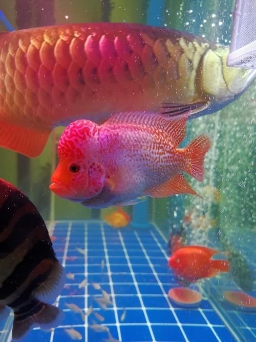 許昌水族批發(fā)市場(chǎng)（許昌水族批發(fā)市場(chǎng)和祥龍魚場(chǎng)的分析來啦，我?guī)湍闶崂砹撕诵男畔⒑蛨D文資料）