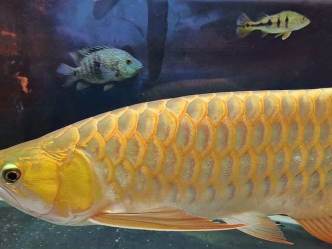 許昌水族批發(fā)市場(chǎng)（許昌水族批發(fā)市場(chǎng)和祥龍魚場(chǎng)的分析來啦，我?guī)湍闶崂砹撕诵男畔⒑蛨D文資料）