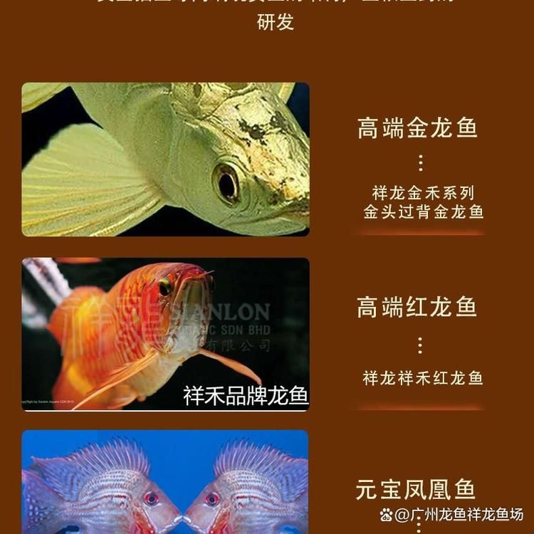 六安水族批發(fā)市場(chǎng)(六安水族批發(fā)市場(chǎng)與祥龍魚場(chǎng)的品牌營(yíng)銷)