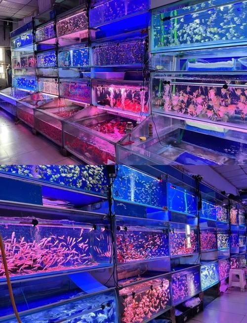 安慶觀賞魚批發(fā)市場