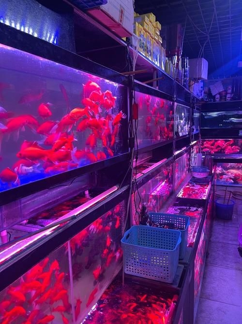 安慶觀賞魚批發(fā)市場