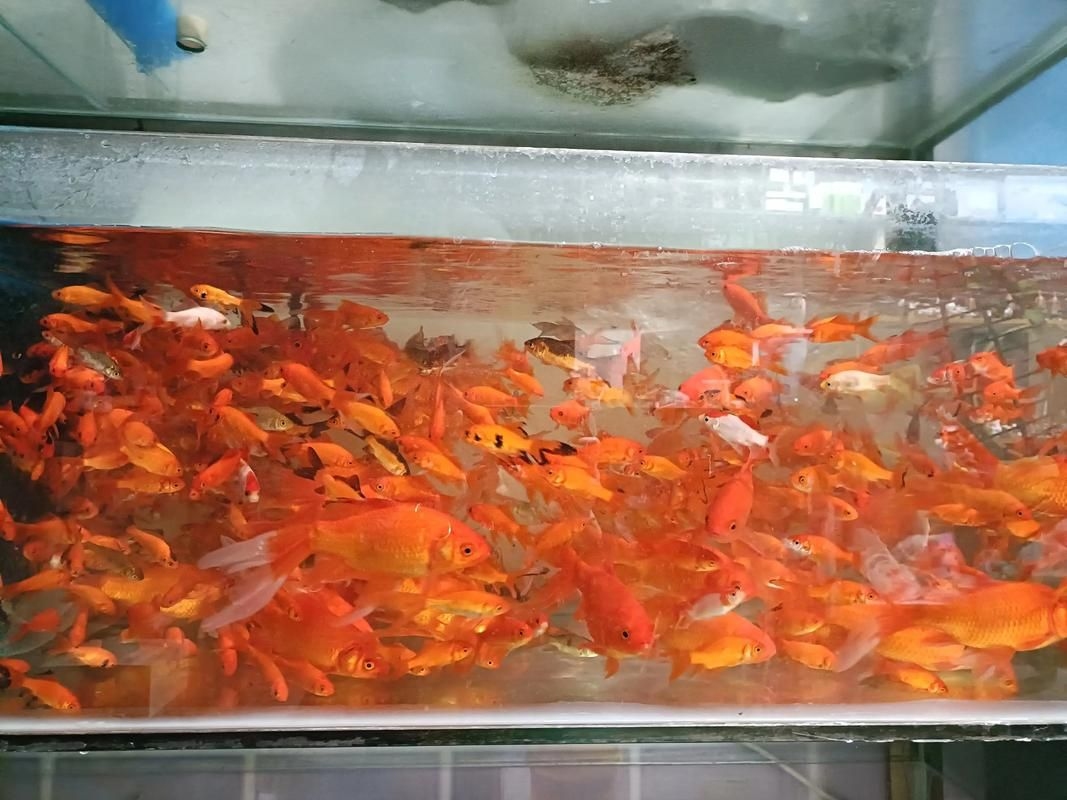 安慶觀賞魚批發(fā)市場