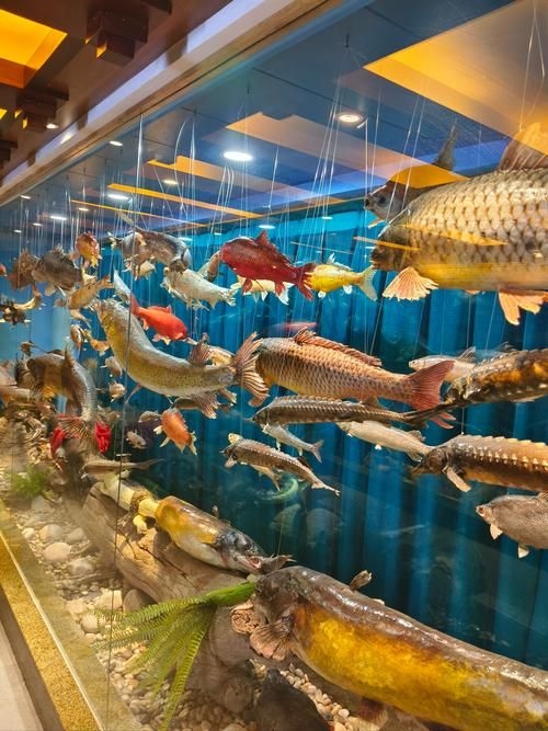 安慶觀賞魚批發(fā)市場