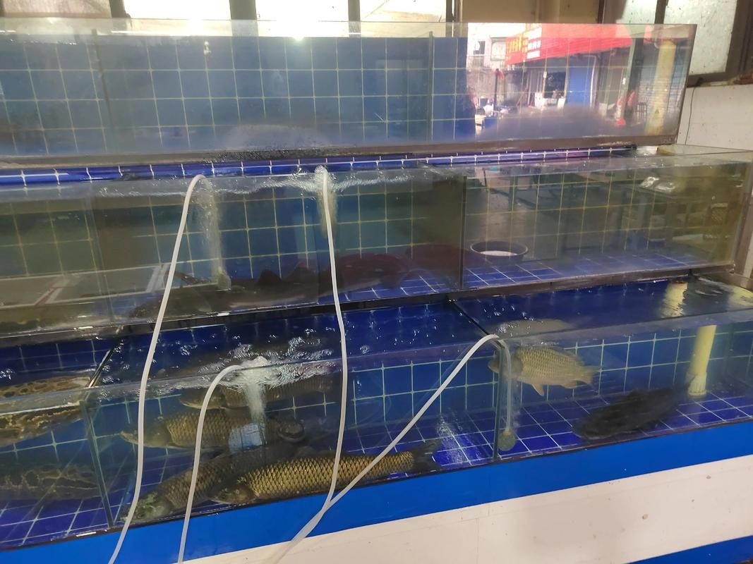 安慶觀賞魚批發(fā)市場