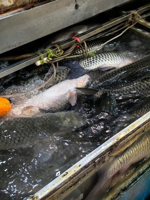 菏澤龍魚(yú)批發(fā)市場(chǎng)（菏澤龍魚(yú)批發(fā)市場(chǎng)1.高端龍魚(yú)品牌祥龍魚(yú)場(chǎng)-）