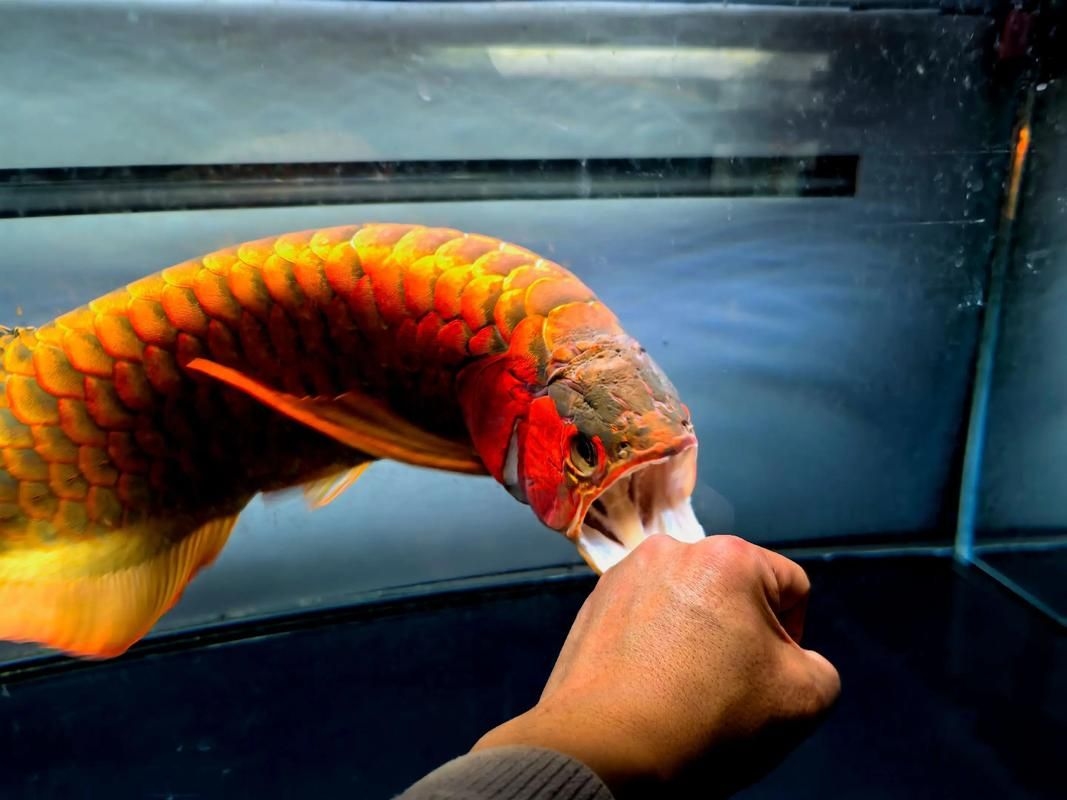 菏澤龍魚(yú)批發(fā)市場(chǎng)（菏澤龍魚(yú)批發(fā)市場(chǎng)1.高端龍魚(yú)品牌祥龍魚(yú)場(chǎng)-）