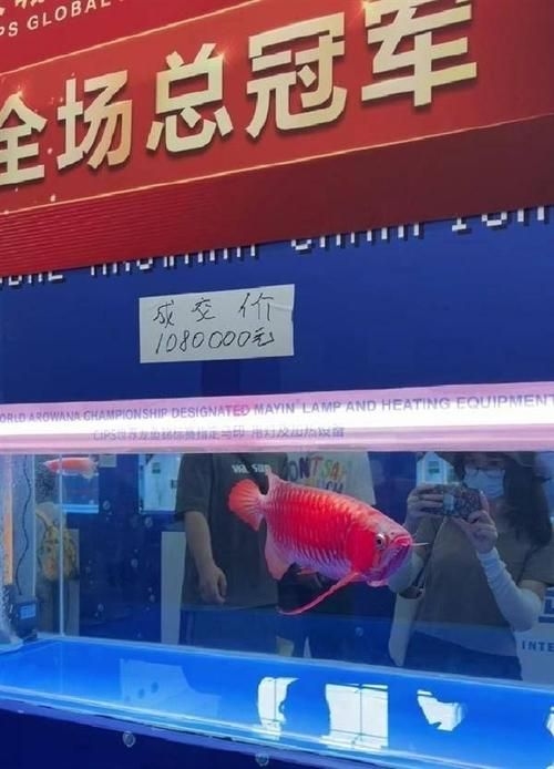 菏澤龍魚(yú)批發(fā)市場(chǎng)（菏澤龍魚(yú)批發(fā)市場(chǎng)1.高端龍魚(yú)品牌祥龍魚(yú)場(chǎng)-）