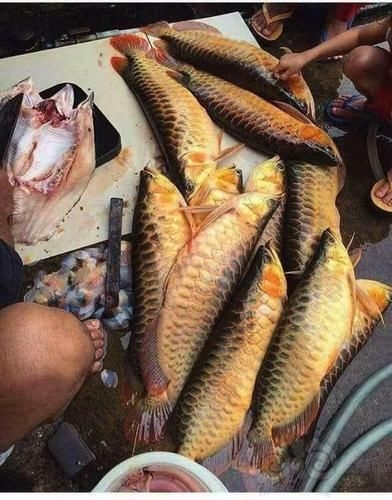 菏澤龍魚(yú)批發(fā)市場(chǎng)（菏澤龍魚(yú)批發(fā)市場(chǎng)1.高端龍魚(yú)品牌祥龍魚(yú)場(chǎng)-）