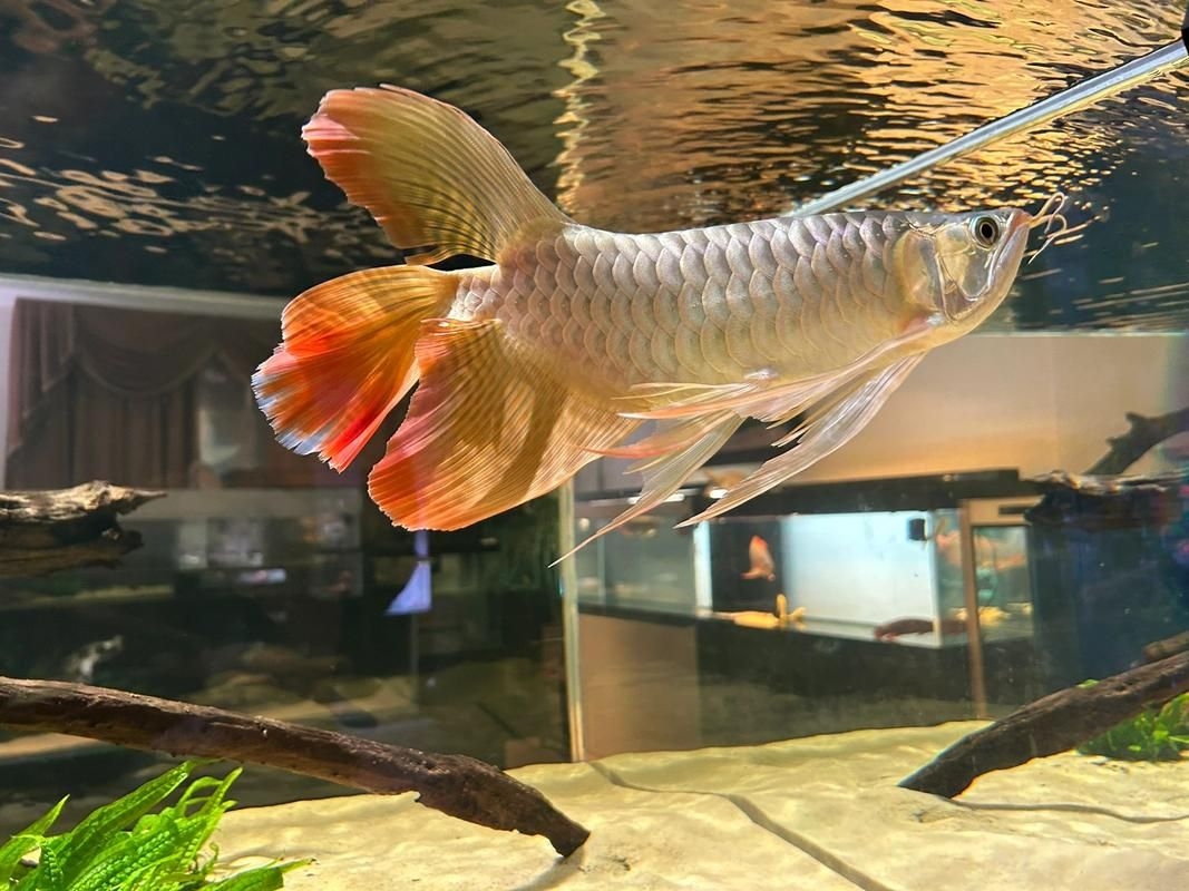 菏澤龍魚(yú)批發(fā)市場(chǎng)（菏澤龍魚(yú)批發(fā)市場(chǎng)1.高端龍魚(yú)品牌祥龍魚(yú)場(chǎng)-）