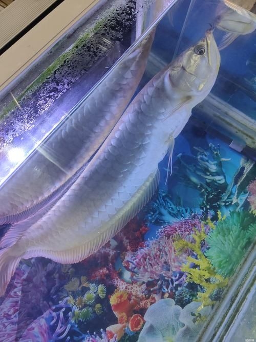 菏澤龍魚(yú)批發(fā)市場(chǎng)（菏澤龍魚(yú)批發(fā)市場(chǎng)1.高端龍魚(yú)品牌祥龍魚(yú)場(chǎng)-）