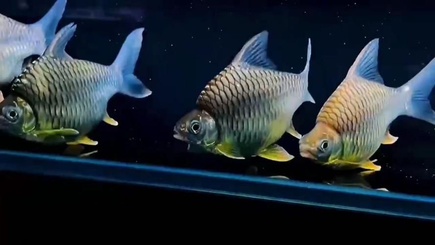 達(dá)州魚缸批發(fā)市場（達(dá)州魚缸批發(fā)市場和祥龍魚場品牌營銷是兩個(gè)完全不同的領(lǐng)域）