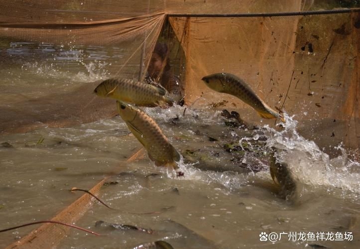 洛陽龍魚批發(fā)市場(洛陽龍魚批發(fā)市場,1.高端龍魚品牌祥龍魚場-)