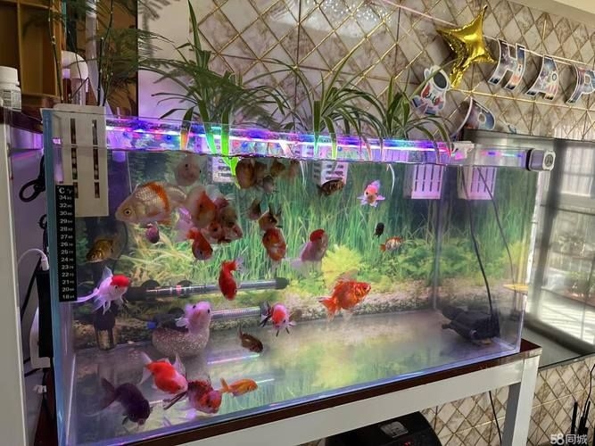 滁州魚缸批發(fā)市場(滁州魚缸批發(fā)市場和祥龍魚場的營銷策略幫你整理得明明白白)