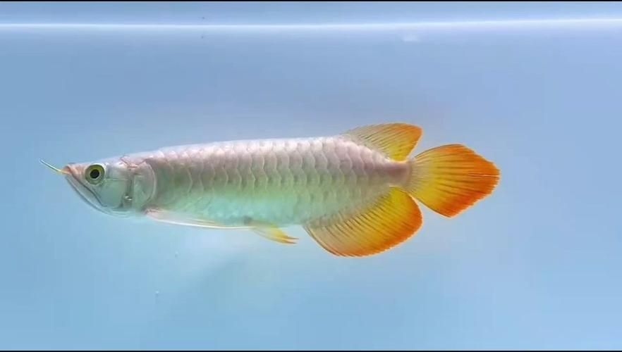 畢節(jié)龍魚批發(fā)市場(chǎng)(畢節(jié)龍魚批發(fā)市場(chǎng),祥龍魚場(chǎng)龍魚信任度綜合評(píng)估-)