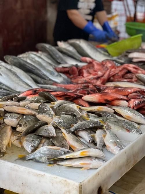 喀什地區(qū)水族批發(fā)市場