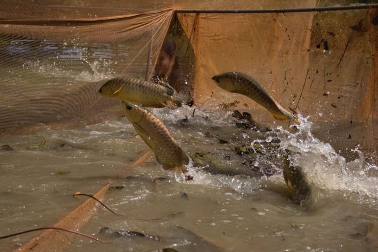 喀什地區(qū)水族批發(fā)市場