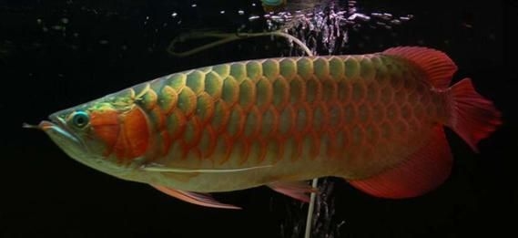 宜賓龍魚批發(fā)市場（宜賓龍魚批發(fā)市場分析） 行業(yè)新聞 第4張