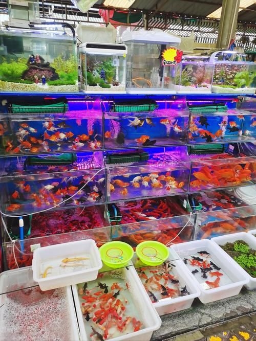 昆明觀賞魚批發(fā)市場 行業(yè)新聞 第1張 昆明觀賞魚批發(fā)市場 行業(yè)新聞 第1張